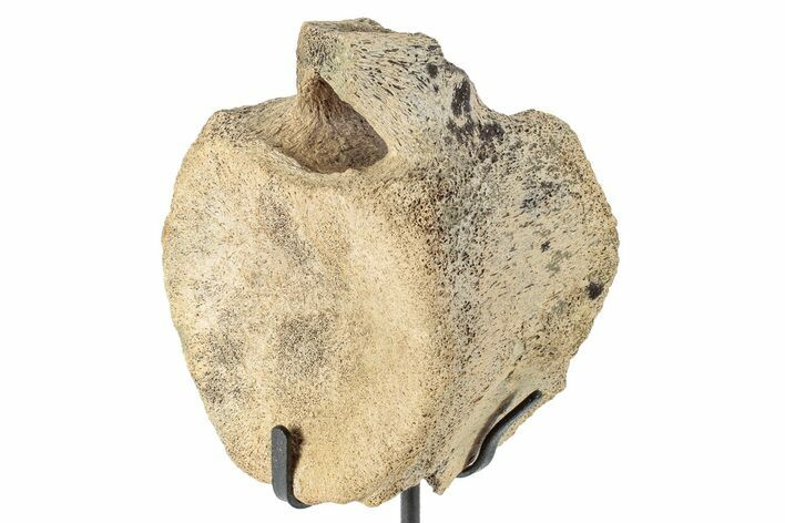 Hadrosaur (Edmontosaurus) Caudal Vertebra w/ Stand - Montana #245944